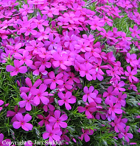 Phlox douglasii 'Cracker Jack', mtsleimu